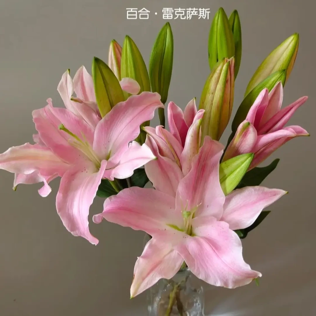 雷克萨斯香水百合3头3枝（9个花苞）云南鲜花基地直发