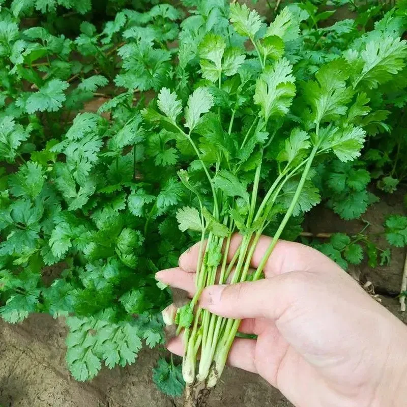 【四季大叶香菜种子】蔬菜种子