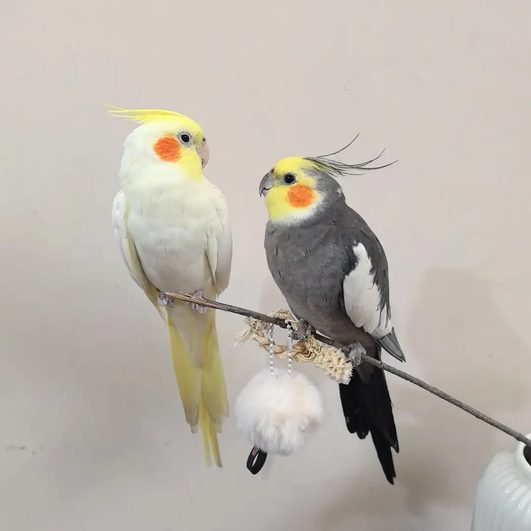 【活体专线】鹦鹉玄凤会唱歌会杂技观赏鸟可爱宠物鸟亲人