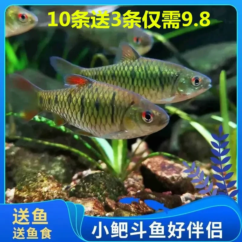 原生条纹小鲃群游观赏鱼冷水鱼缸清洁工淡水观赏鱼中国斗鱼伴侣