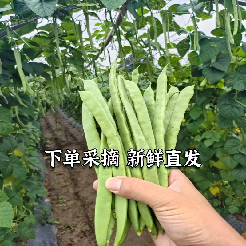 农民自卖现摘扁豆新鲜农家应季蔬菜无筋架豆王刀豆芸豆角四季