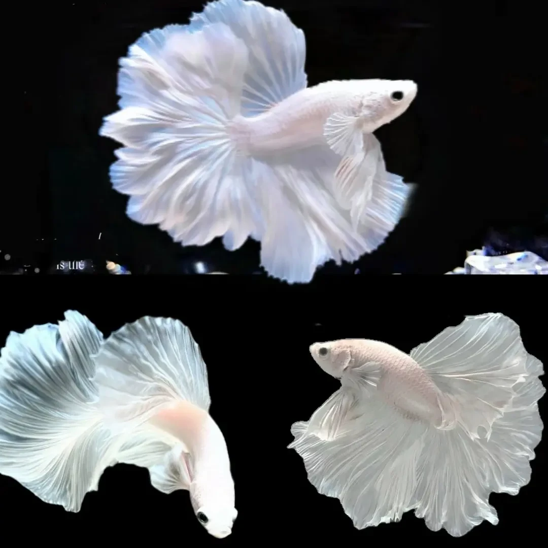 泰国斗鱼婚纱鱼仙女款粉白半月超美淡水鱼懒人好养耐活热带观赏鱼