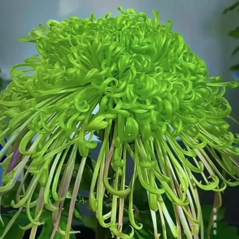 【盘龙碧玉】九月菊金丝菊大花菊花盆栽耐寒好养易活多年生菊花苗