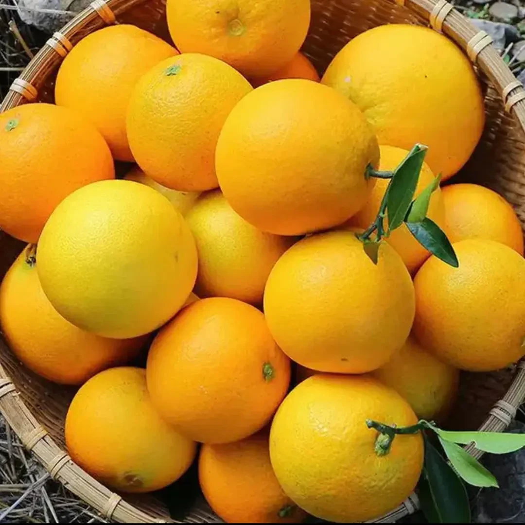 【夏橙大花皮-商用榨汁】秭归夏橙产地直发酸甜小小果介意慎拍