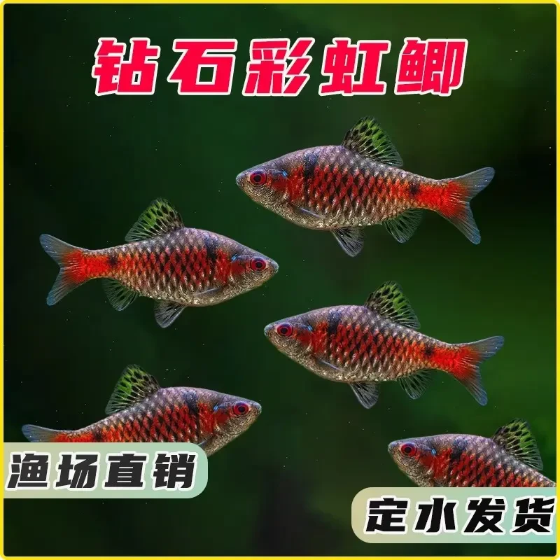 钻石彩虹鲫进口鲤科冷水耐寒耐养热带鱼原生鱼小型活体群游观赏鱼