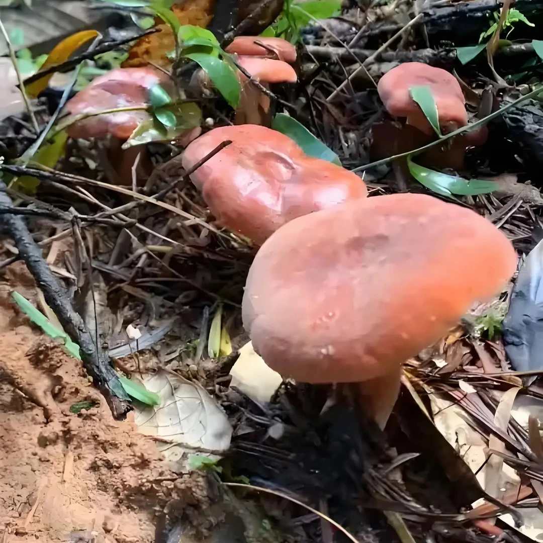 云南楚雄南华野生新鲜奶浆菌（鲜货速冻品）顺丰冷链包邮