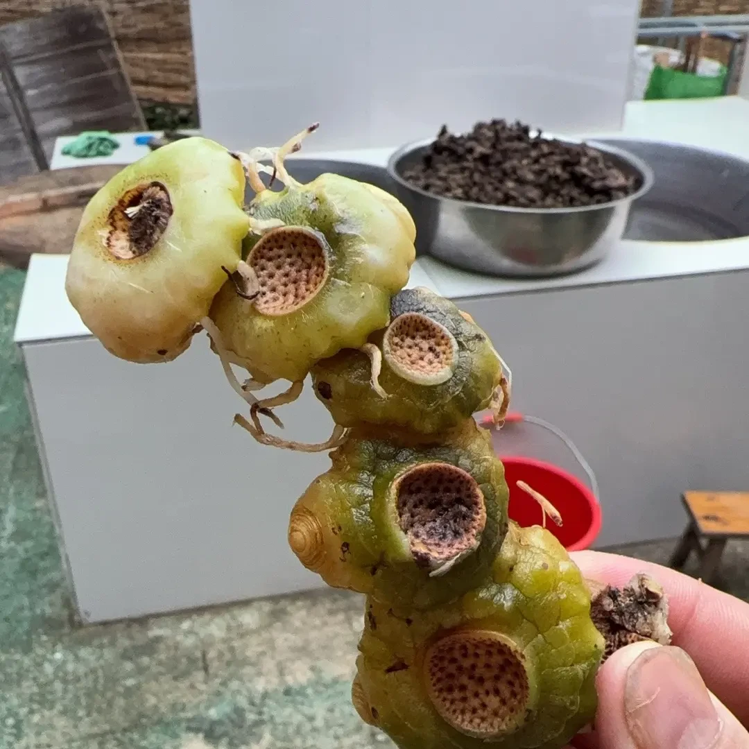 贵州深山野山姜生姜初级农产品非九蒸九晒去须根