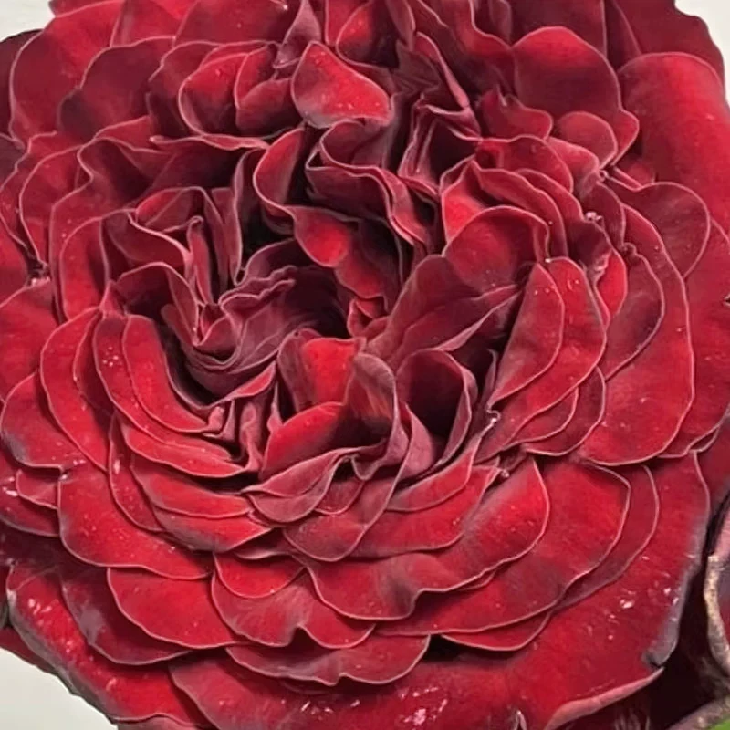 爱之花月季 国枝启司 灌木大花 直立耐开 切花玫瑰 深红色 长势快