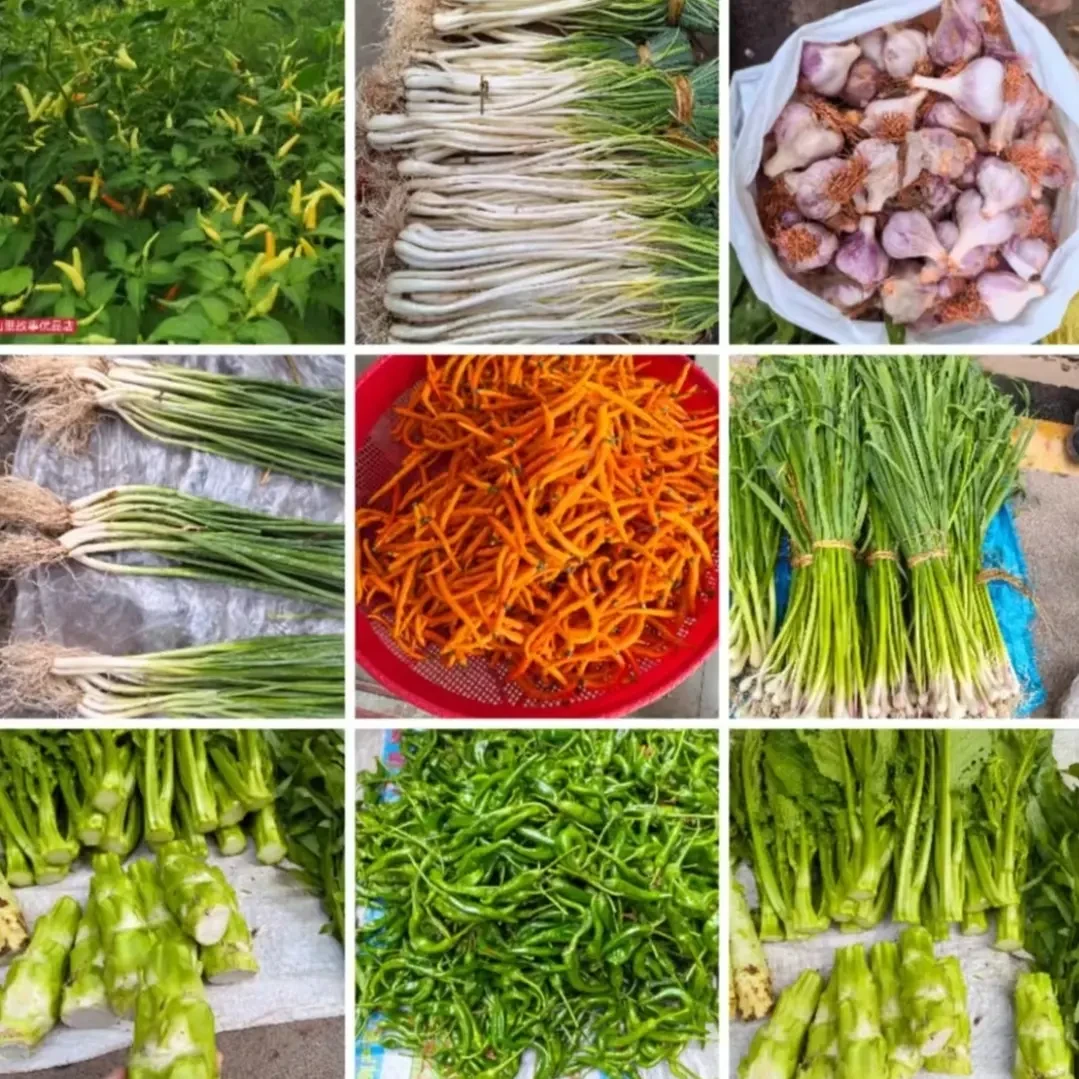 红帽蒜苔新鲜现发河南蔬菜鲜嫩蒜毫当季青菜蒜苗蒜薹