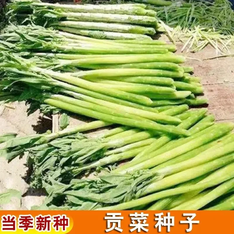 贡菜种子韭菜苔干菜籽山哲菜山蛰菜响菜蔬菜种子贡菜种子正宗家里