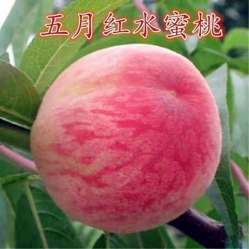 五月红水蜜桃树苗嫁接桃树苗脆甜桃子树苗南方北方种植当年结果苗