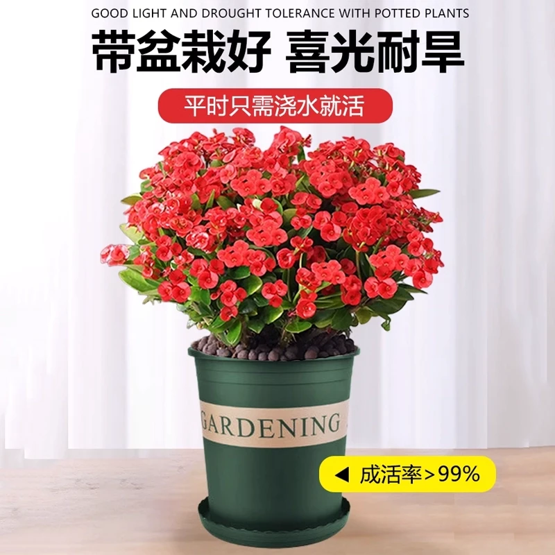 大叶铁海棠盆栽花卉室内盆景绿植四季开花虎刺梅办公阳台红色植物