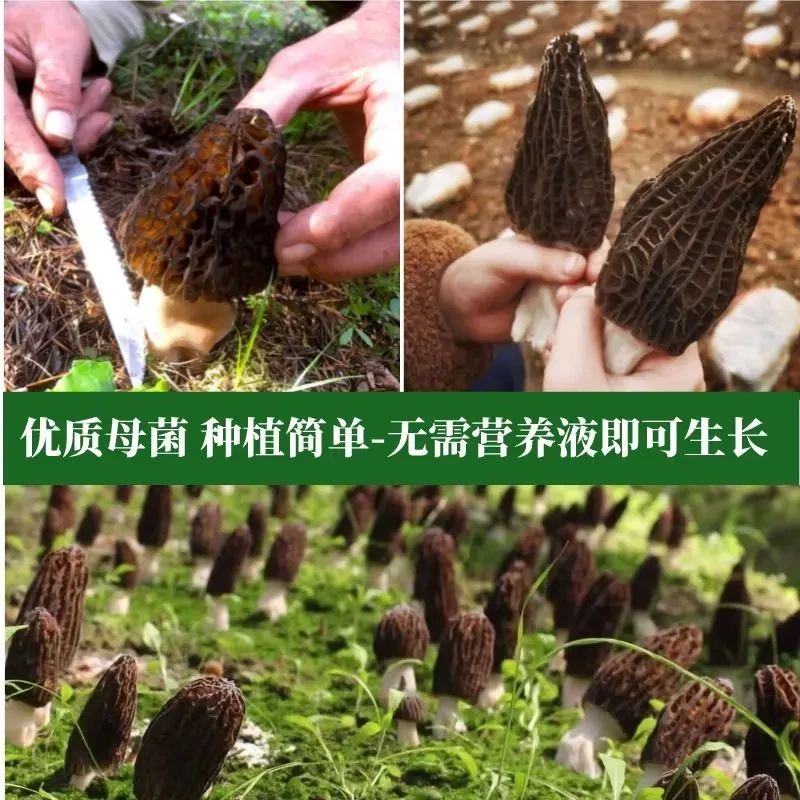 羊肚菌菌种高产母种蘑菇菌种速产食用菌菌包阳台盆栽种植