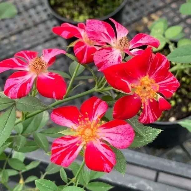 【3颗包邮】 风花火超级多花小藤本灌木月季单瓣条纹微月阳台盆栽