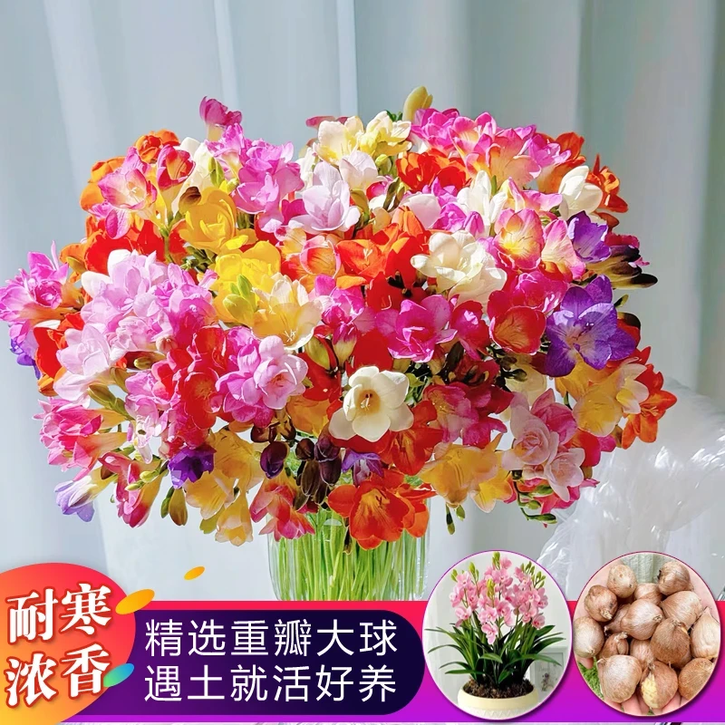 香雪兰大种球小苍兰耐寒浓香盆栽室内外花卉四季易种开花植物种子