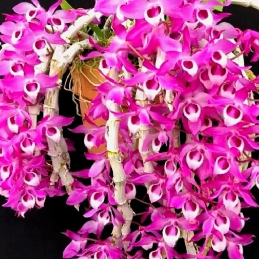 紫瓣石斛绿植盆栽绿植小吊桩种植，花浓香，花期3-5月份兰花