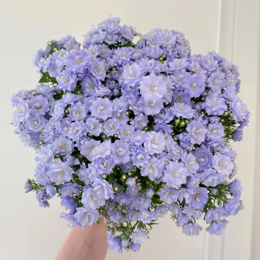 室内盆栽重瓣风铃花带花苞四季开花好养易活