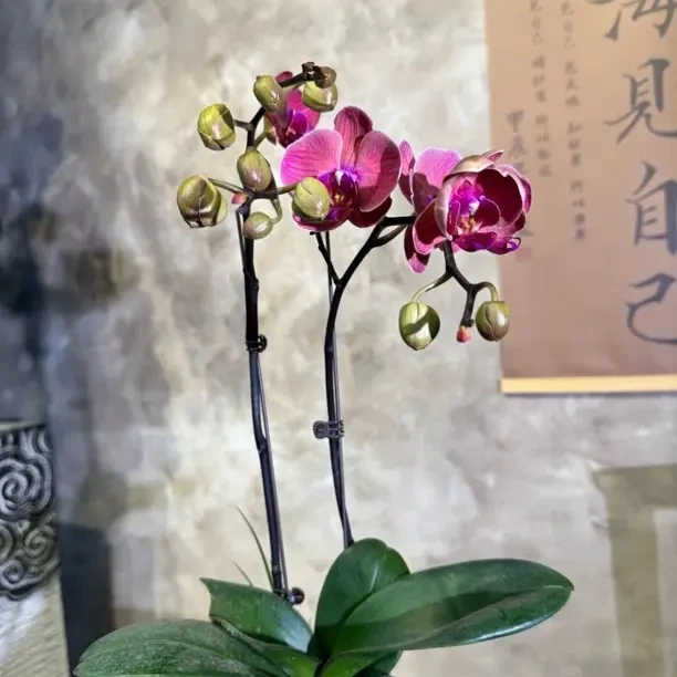 【芳桦园】金橘蝴蝶兰盆栽带花带花苞室内种植观赏好养活花卉