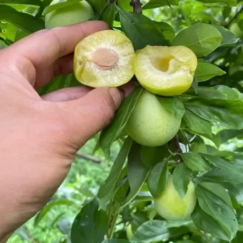 东北脆皮酸甜干核李子现摘现发 酸酸甜甜就是我