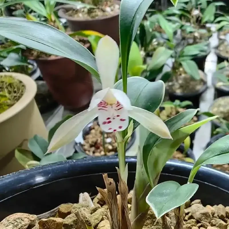 中越边境兔耳兰室内盆栽好养易活（一物一拍）