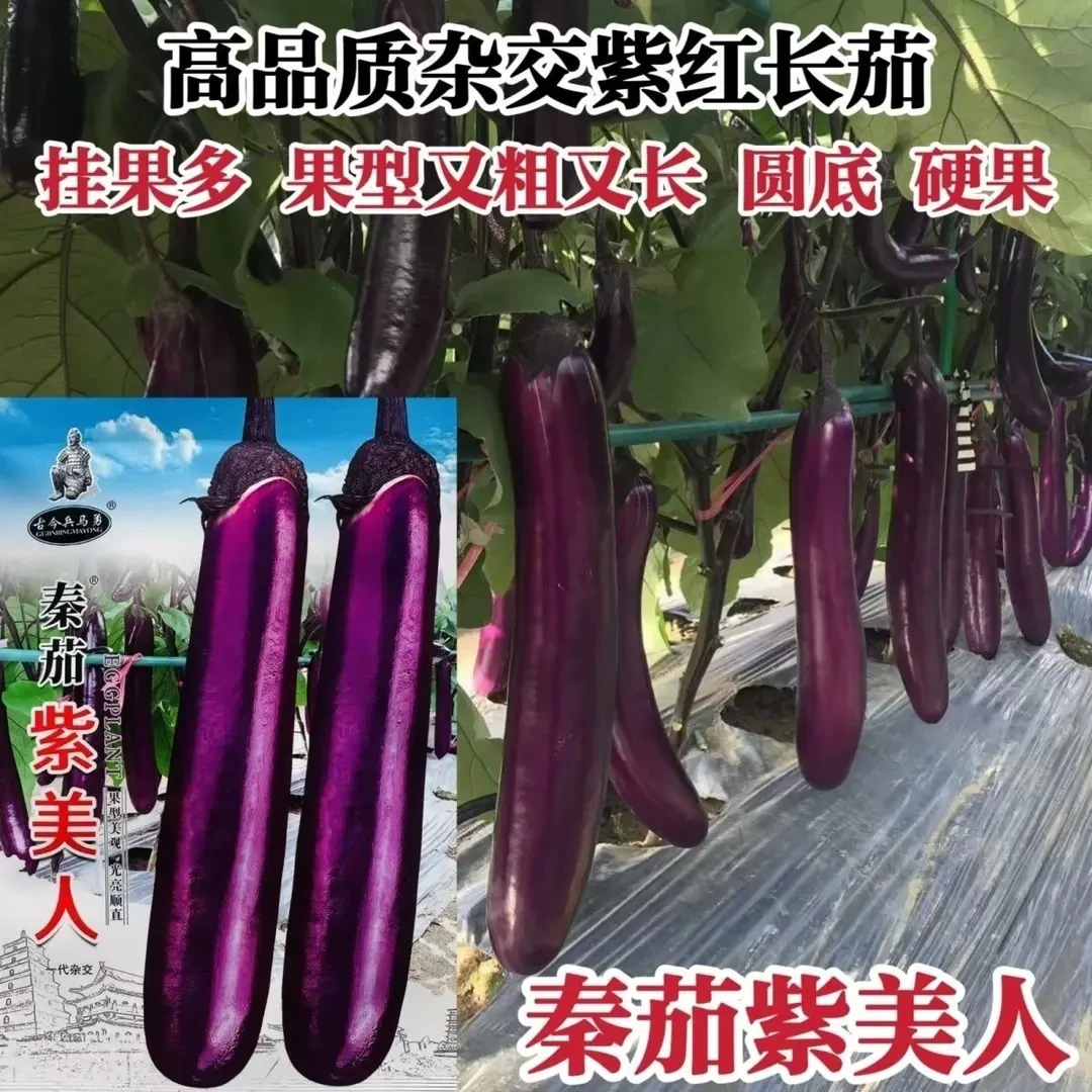 秦茄紫美人紫红长茄种子粗长高产蔬菜种籽春秋播种紫红色茄子种子