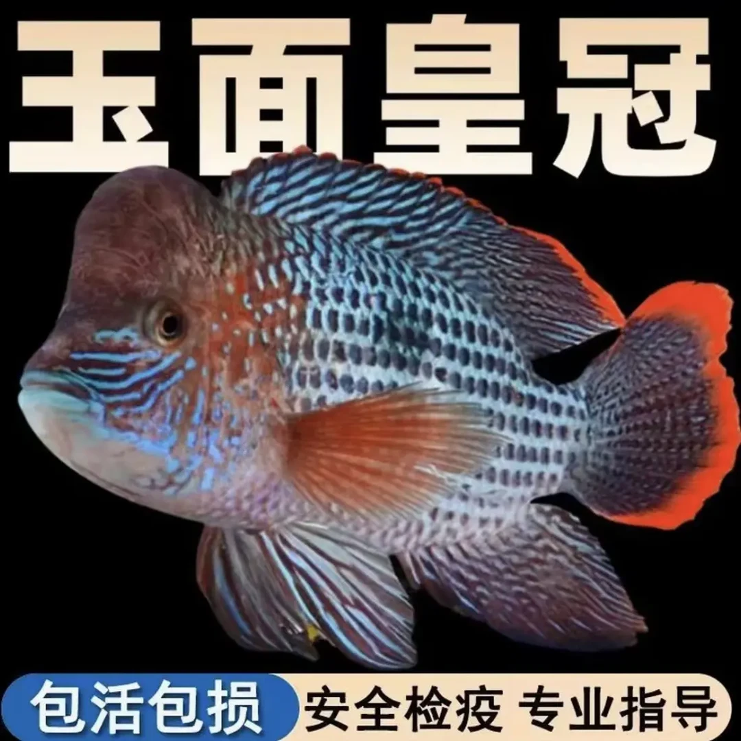 红尾皇冠鱼活体热带中大型观赏鱼可混养包邮