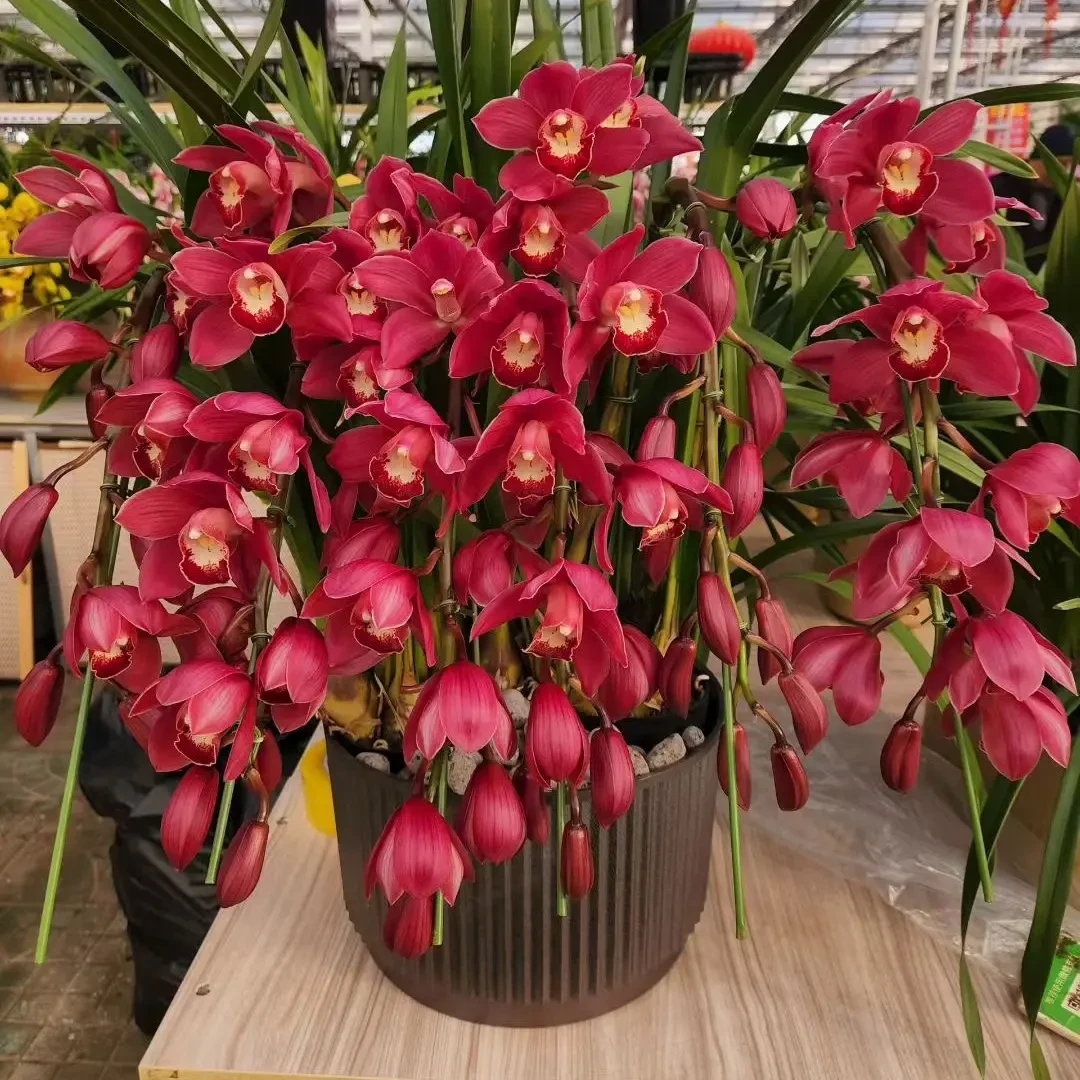 （红宝石）大花蕙兰带花苞浓香型室内外好养花卉盆栽
