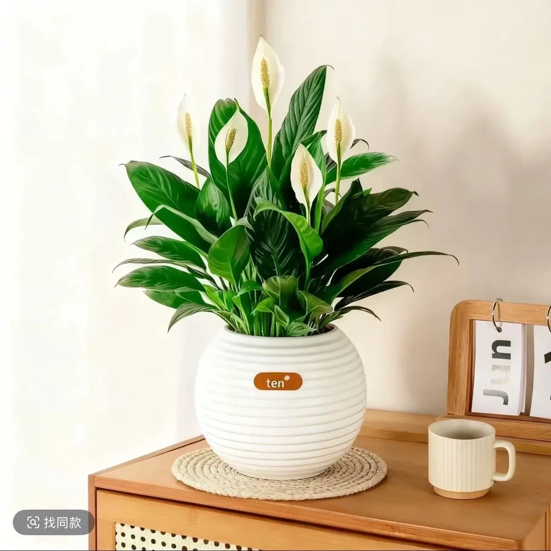 白掌一帆风顺盆栽室内花卉绿植水培土培四季易活净化空气