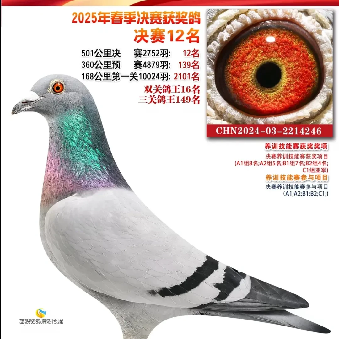 成绩鸽模型信鸽血统鸽模型含脚环号砂眼黄眼鸽子模型