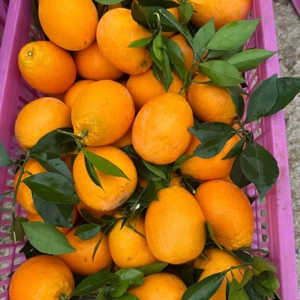 枝江纽荷尔脐橙新鲜现摘产地直发应季甜橙子水果冰糖甜橙