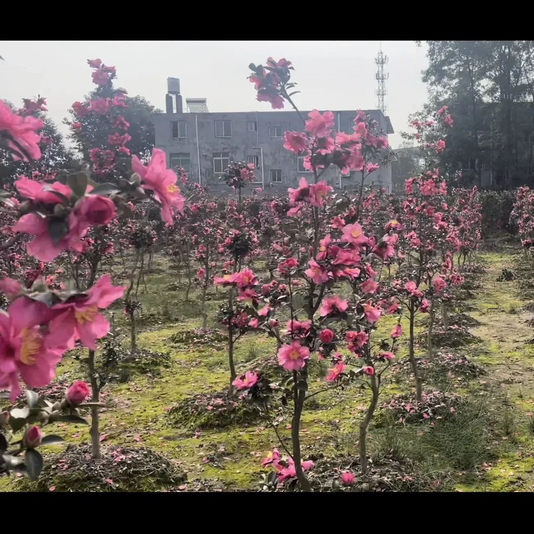 带芽浓香型梅花树盆栽适合室内外庭院阳台种植耐寒花卉绿植