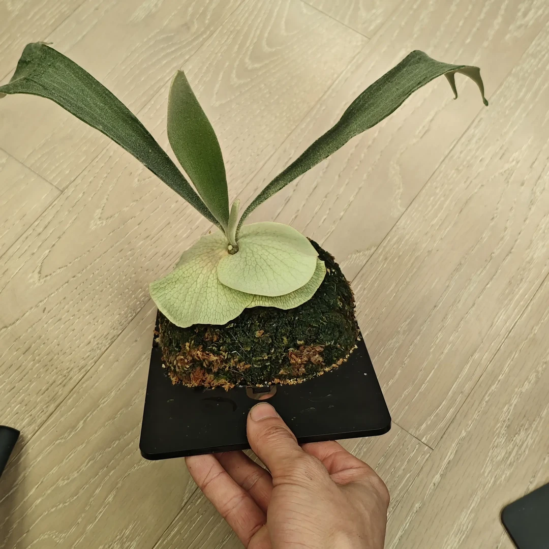 野银321孢子苗一物一拍