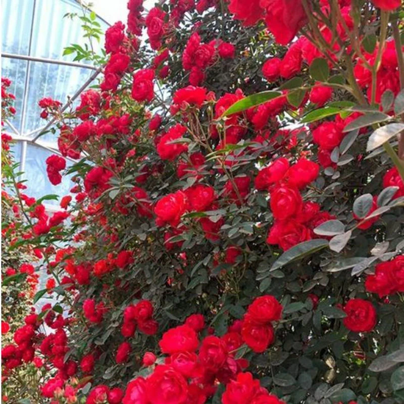 红木香月季花苗四季浓香型多头勤花可藤可灌大花盆栽地栽