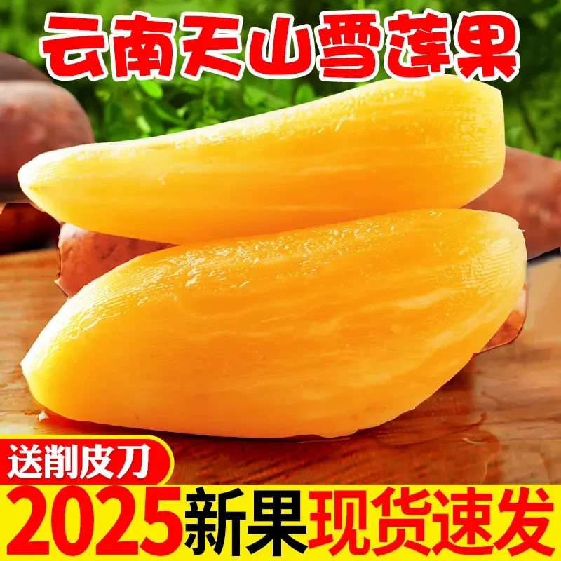 云南天山雪莲果应季水果甜脆多汁新鲜现挖3斤5斤9斤黄心雪连