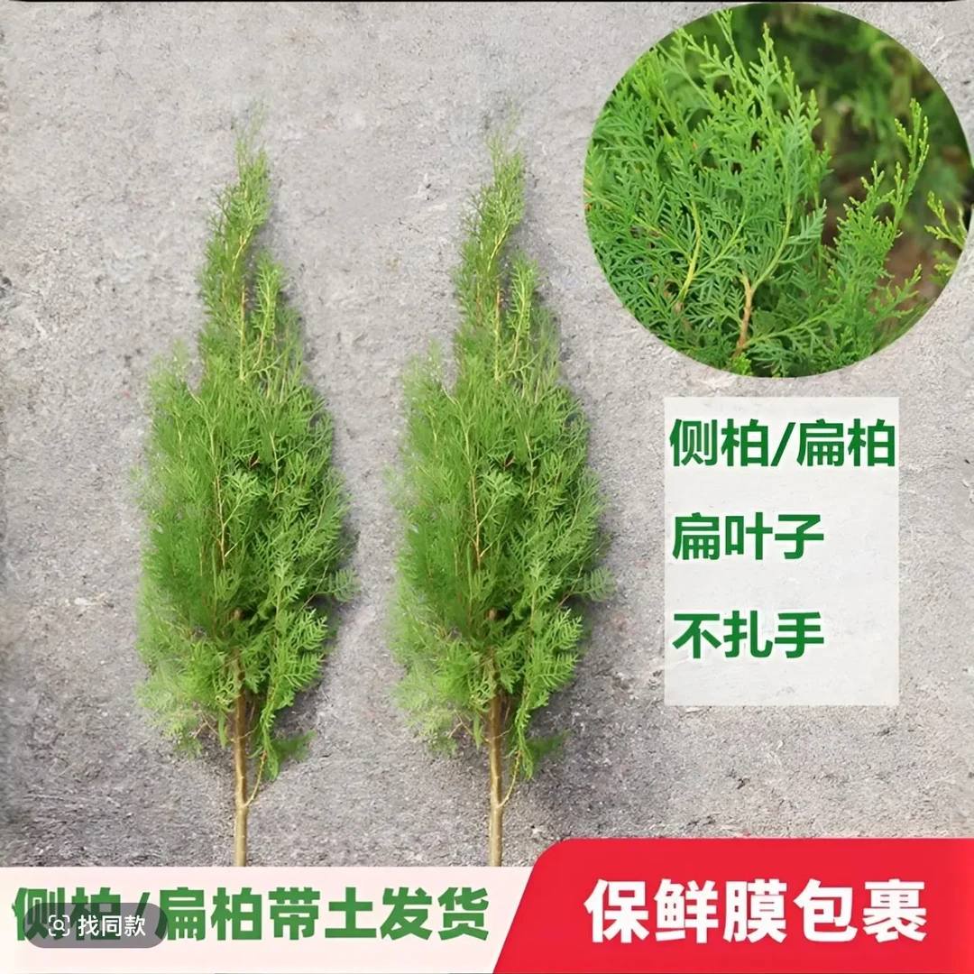盆栽扁柏树苗树苗可洗头熏腊肉四季常青万年青罗汉松庭院绿化植物