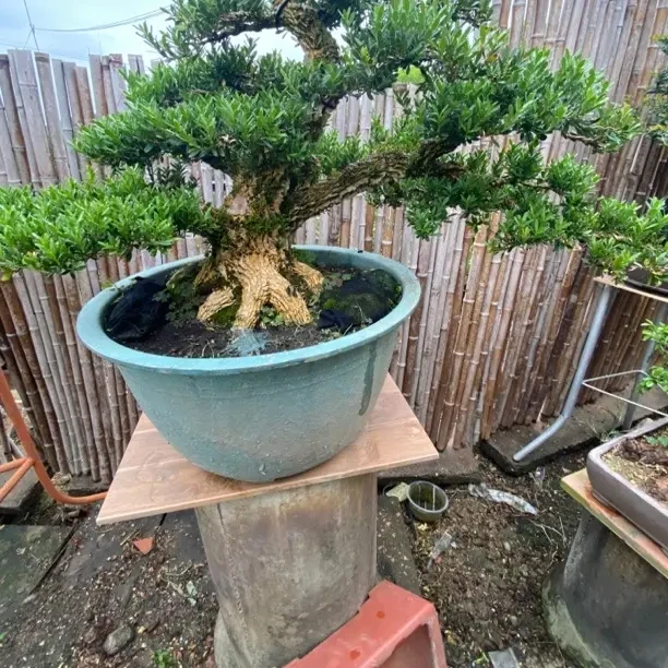 皱皮小叶黄杨老桩造型盆景庭院阳台四季常青植物