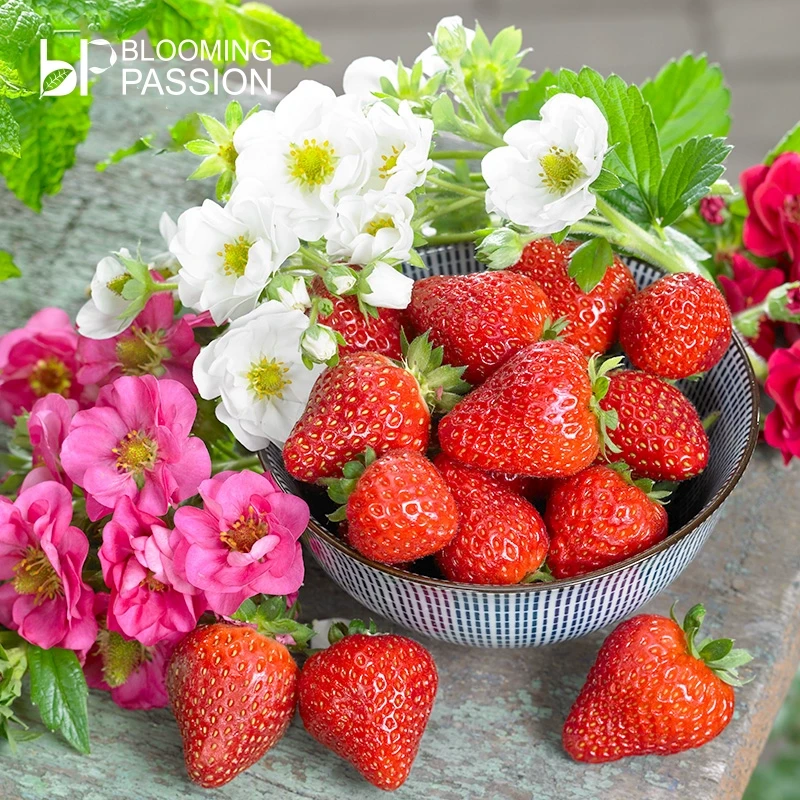 BP花卉草莓组合盆栽14cm盆栽好吃家庭阳台易养护