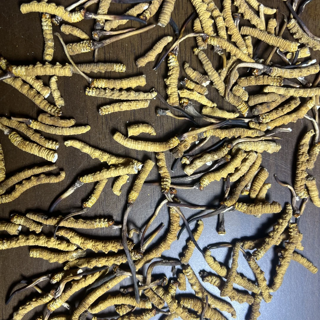 那曲精选头期冬虫夏草断草可泡酒煲汤滋补