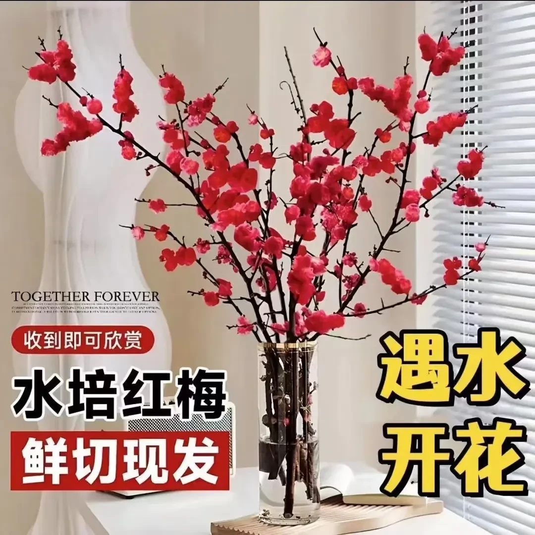 【年宵花卉】红梅鲜支鲜切水培植物现剪现发带花苞芽点