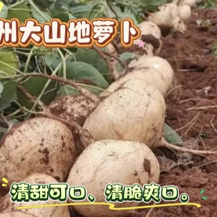 贵州本地农家沙土现挖凉薯新鲜地蔬菜萝卜白地瓜沙葛直发脆甜可口