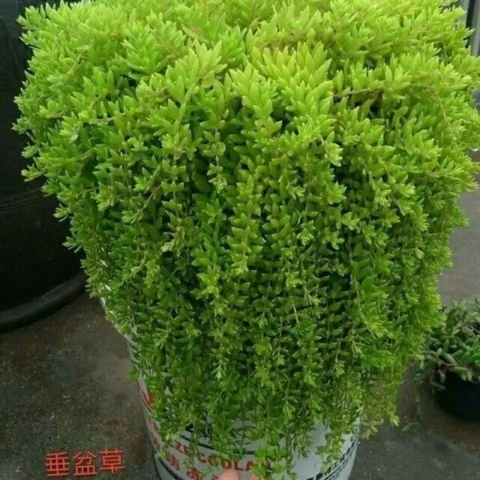 正宗野生中药材垂盆草降肝养肝草新鲜可食用耐冻耐旱好养垂吊绿植