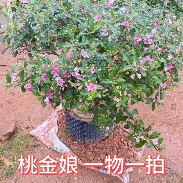 桃金娘山捻子树，一物一拍链接，可盆栽地栽赏花吃果，带土带叶发货