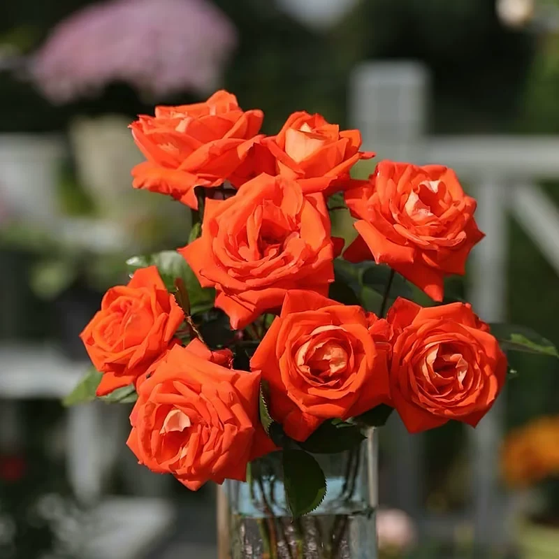 橘洲月季 国月 灌木大花 亮橙色 直立勤花 抗病 多季开花 长势快