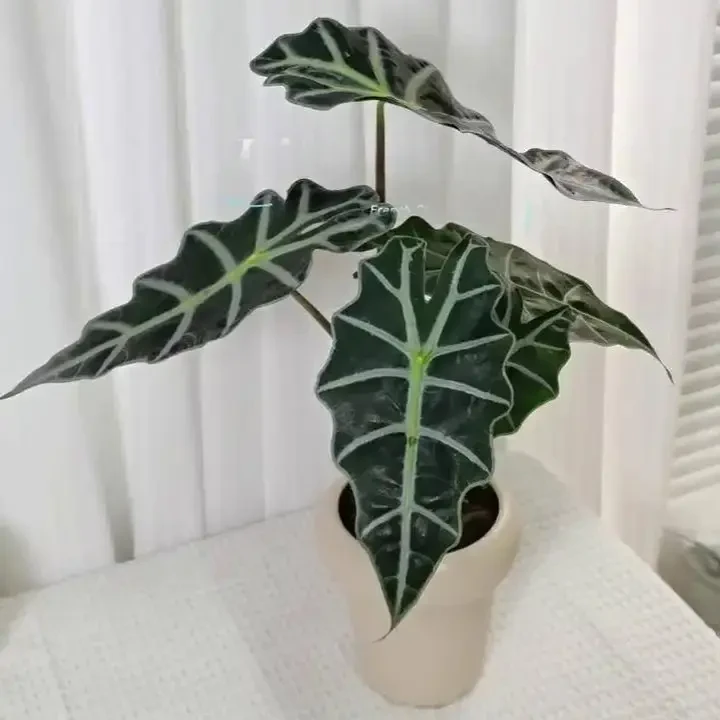 大仙女海芋稀有北欧ins风室内观叶绿植客厅盆栽清新好养