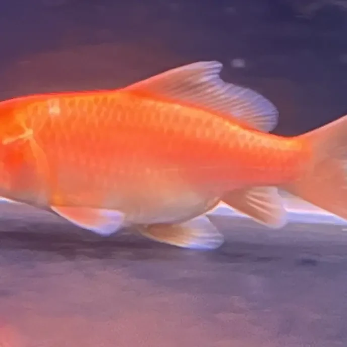 5–15公分蝴蝶里观赏鱼（顺丰快递包邮）