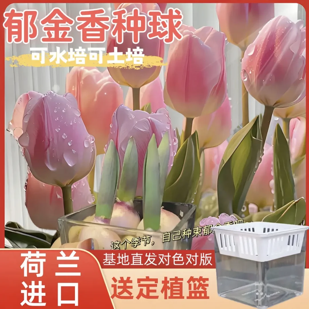 【进口郁金香种球】带芽大球水培土培室内外花卉盆栽新手四季好养活