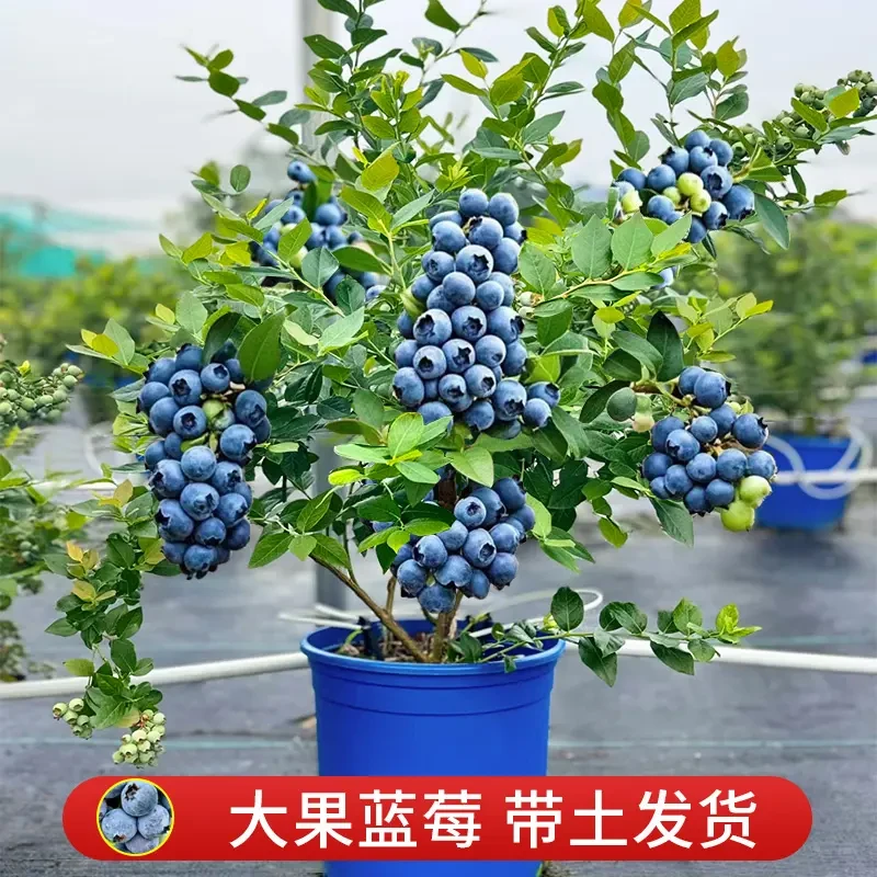 【买一送一】蓝莓苗盆栽蓝莓树苗果树苗带花苞南北方种植耐寒好养