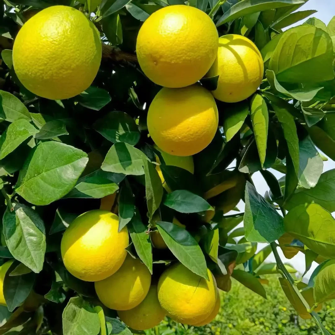 云南哀牢山锦红橙青皮薄皮现采现发汁多无渣酸甜适中爆汁