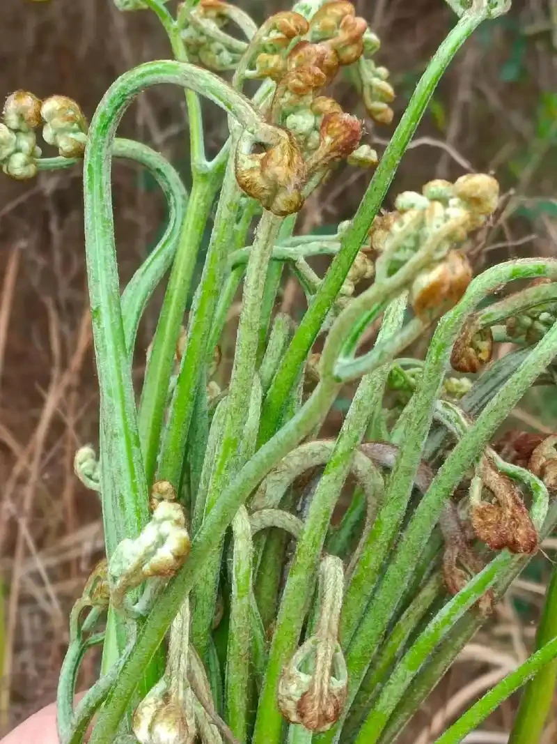 现采野生蕨菜3斤包邮（根部有氧化问题介意勿拍）