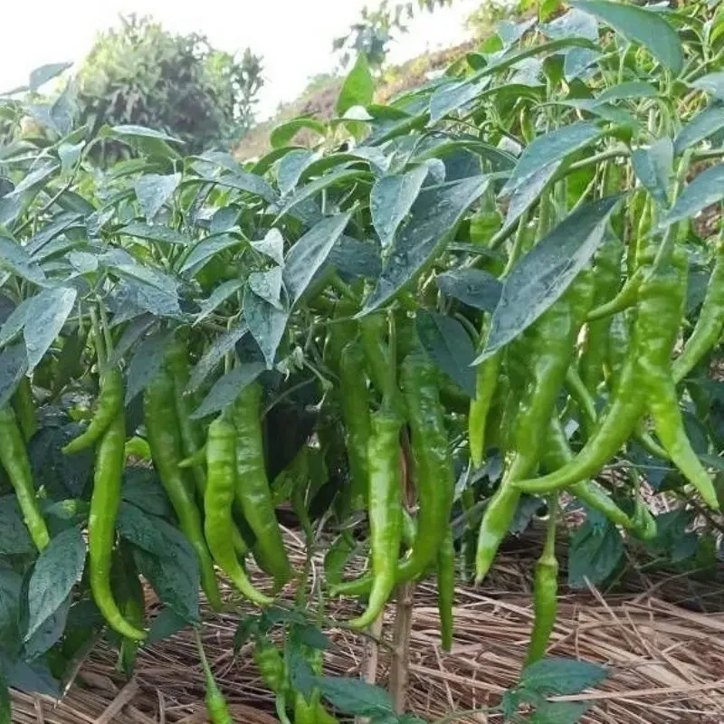 贵州本地薄皮辣椒苗可留种老品种辣椒秧苗阳台庭院大田蔬菜带土苗